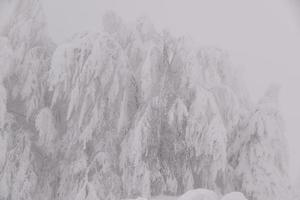 paysage de forêt de montagne par une journée d'hiver brumeuse photo