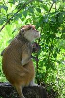 une mère singe nourrit ses petits au milieu de la forêt. bébé singe tète le lait de sa mère photo