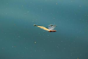 feuille jaune flottant sur l'eau près du ruisseau de la rivière photo