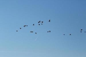 troupeau d'oies sauvages silhouette sur un ciel bleu photo