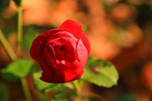 belle rose rouge dans un jardin en automne photo