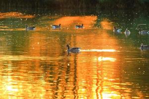 l'oie sauvage flotte dans le lac du soir tandis que la lumière dorée se reflète dans la belle surface de l'eau. photo