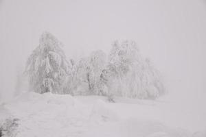 paysage de forêt de montagne par une journée d'hiver brumeuse photo