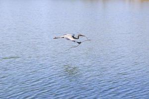 Libre d'un héron cendré volant au-dessus de l'eau et tenant une branche sèche dans son bec photo