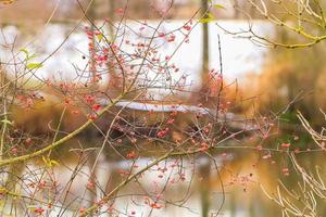 baies rouges et oranges sur un arbre en hiver photo