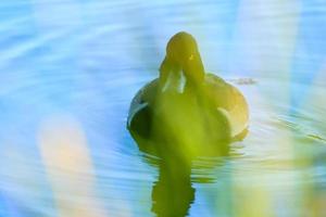 canards sauvages sur le lac près du danube en allemagne photo