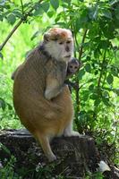 une mère singe nourrit ses petits au milieu de la forêt. bébé singe tète le lait de sa mère photo