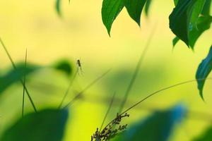 silhouette d'araignée dans l'herbe sur fond vert photo