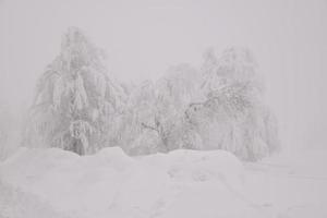 paysage de forêt de montagne par une journée d'hiver brumeuse photo