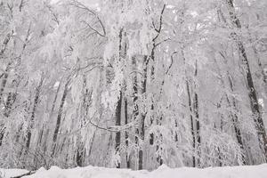 paysage de forêt de montagne par une journée d'hiver brumeuse photo