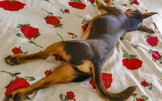 portrait de chien russe toy terrier alors que fatigué dort drôle mexique. photo