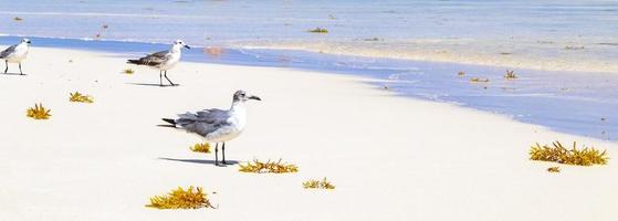 mouette mouettes marchant sur le sable de la plage playa del carmen mexique. photo