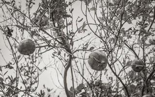 les grenades poussent sur les arbres dans les jardins de croatie. photo