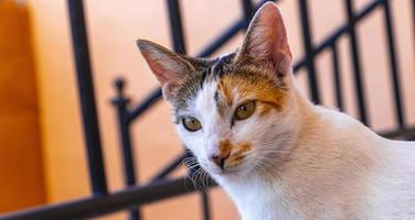 portrait de chat blanc mexicain à la belle et mignonne au mexique. photo