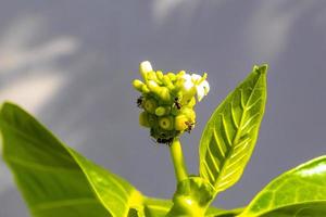 fruit de noni morinda citrifolia avec des fleurs populaires auprès des fourmis du Mexique. photo