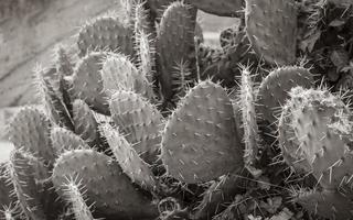 belle plante de cactus verte avec de grandes épines en croatie. photo