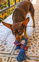 portrait de chien russe toy terrier à la recherche de mexique espiègle et mignon. photo
