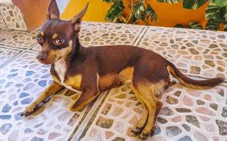 portrait de chien russe toy terrier tout en vous relaxant sur la terrasse mexique. photo