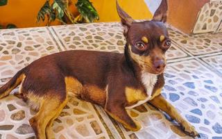portrait de chien russe toy terrier tout en vous relaxant sur la terrasse mexique. photo