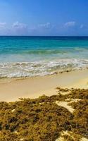 eau de plage des caraïbes tropicales algues sargazo playa del carmen mexique. photo