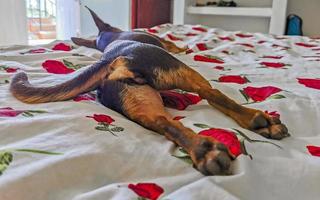 portrait de chien russe toy terrier alors que fatigué dort drôle mexique. photo