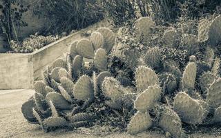 belle plante de cactus verte avec de grandes épines en croatie. photo