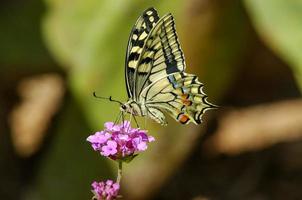 papillon bouchent photo