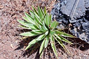 gros plan de plantes du désert photo