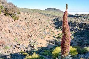 gros plan de plantes du désert photo