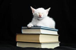 chaton blanc sur les livres photo