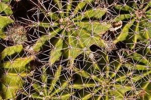 vue rapprochée de la plante de cactus photo