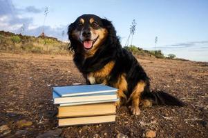 des livres et un chien photo