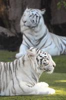 tigres blancs dans un zoo photo