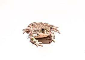 grenouille sur fond blanc photo