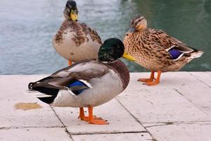 vue sur les canards sauvages photo