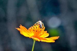 belle fleur en gros plan photo