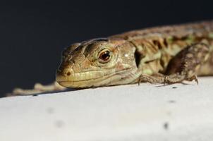 portrait de lézard sur fond sombre photo