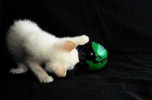 chaton blanc avec une balle photo
