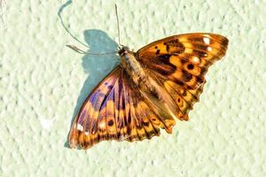 papillon sur le mur photo