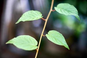 feuilles de vigne dans le vignoble. feuilles de vigne vertes au jour de septembre ensoleillé. bientôt récolte d'automne de raisins pour faire du vin, de la confiture, du jus, de la gelée, de l'extrait de pépins de raisin, du vinaigre et de l'huile de pépins de raisin. photo