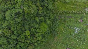 vue grand angle forêt tropicale photo