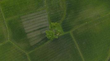 une vue en hauteur des arbres au milieu des rizières photo