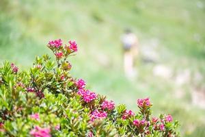 fleurs de rhododendron dans les montagnes sur les sentiers de randonnée photo