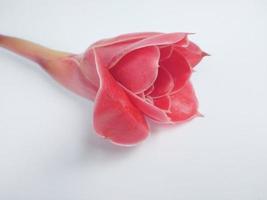 rose rose isolé sur fond blanc. photo