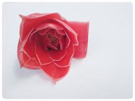 rose rose isolé sur fond blanc. photo