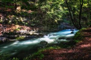 ruisseau dans la forêt photo