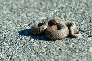 viper adder berus sur la route photo