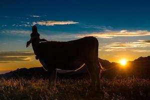 vache au coucher du soleil regarde dans le ciel photo