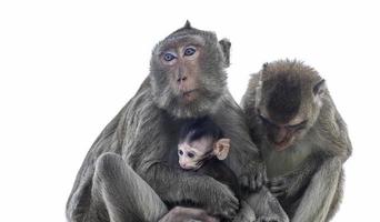 les parents singes, les mères singes et les bébés singes vivent ensemble comme une famille. photo