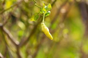 le poivre de cayenne qui a l'air frais et frais est prêt à être récolté photo